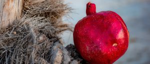 a pomegranate resting against pieces of wood and dried grass