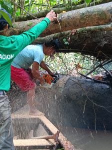 A man uses a chainsaw to cut through a large downed tree while on a boat