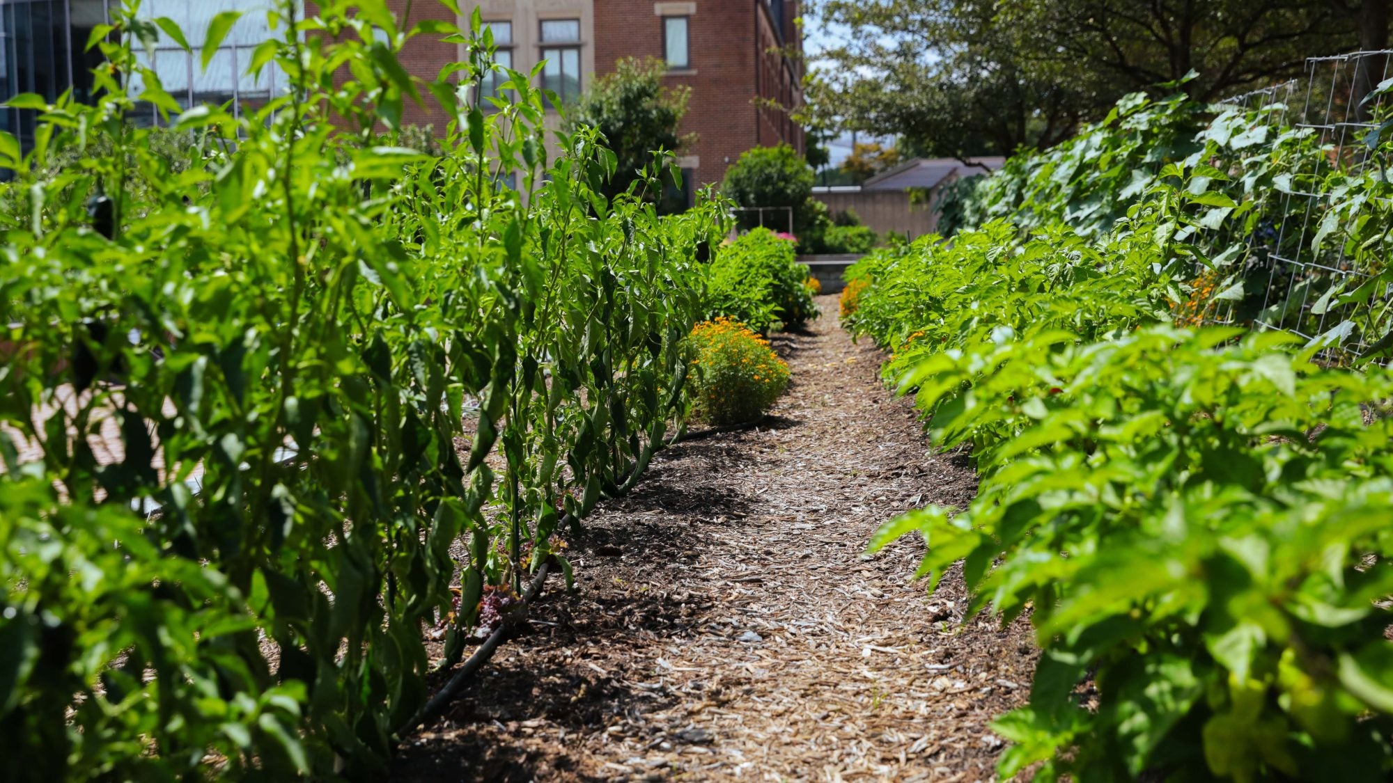 Rows of greens sprout from a garden