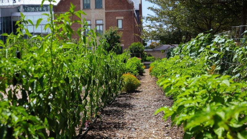 Rows of greens sprout from a garden