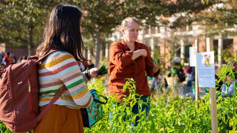 A student looks at a bed of basil during a festival at a garden on Georgetown&#039;s campus.