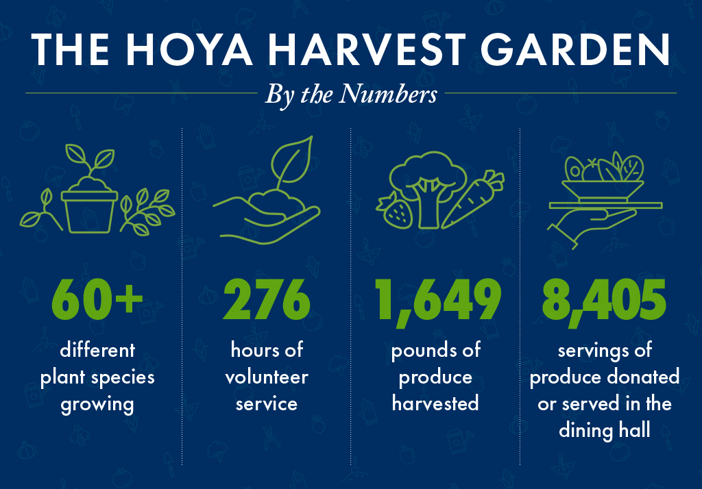 A graphic shares the Hoya Harvest Garden by the numbers, which includes 276 hours of volunteer service, 1,649 pounds of produce harvested, 8,400 servings of produce donated or given to the dining hall and 60+ different plant species.