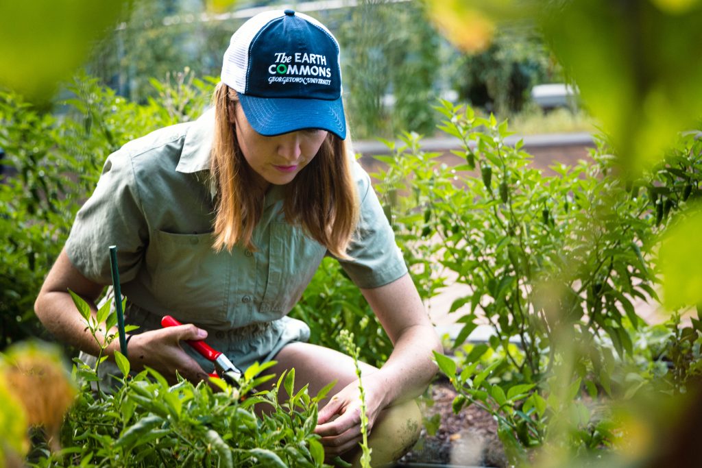 Shelby Gresch (SFS'23) works in the Hoya Harvest Garden. She leans over a basil plant wearing a baseball hat and clips leaves off the plant.