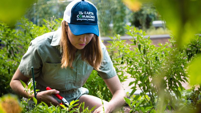 Shelby Gresch (SFS&#039;23) works in the Hoya Harvest Garden. She leans over a basil plant wearing a baseball hat and clips leaves off the plant.