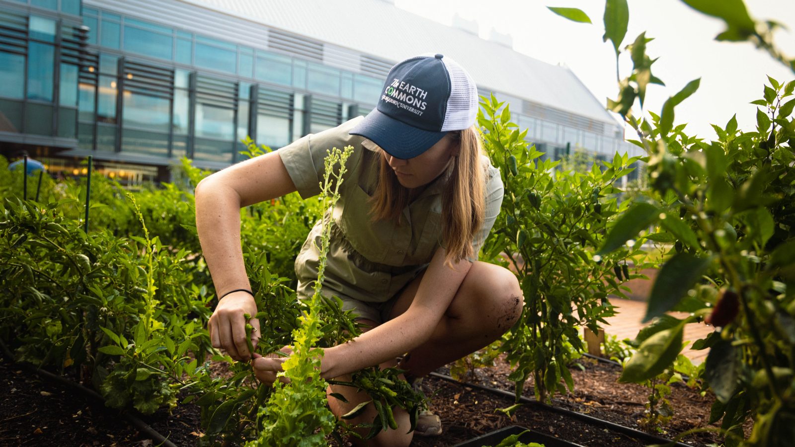 A young woman hunches over a basil plant in the middle of a garden on Georgetown&#039;s campus. She wears a blue baseball cap and a T-shirt and shorts.