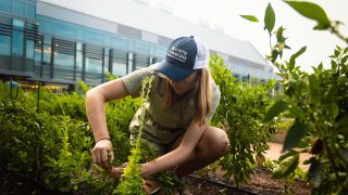 A young woman hunches over a basil plant in the middle of a garden on Georgetown&#039;s campus. She wears a blue baseball cap and a T-shirt and shorts.