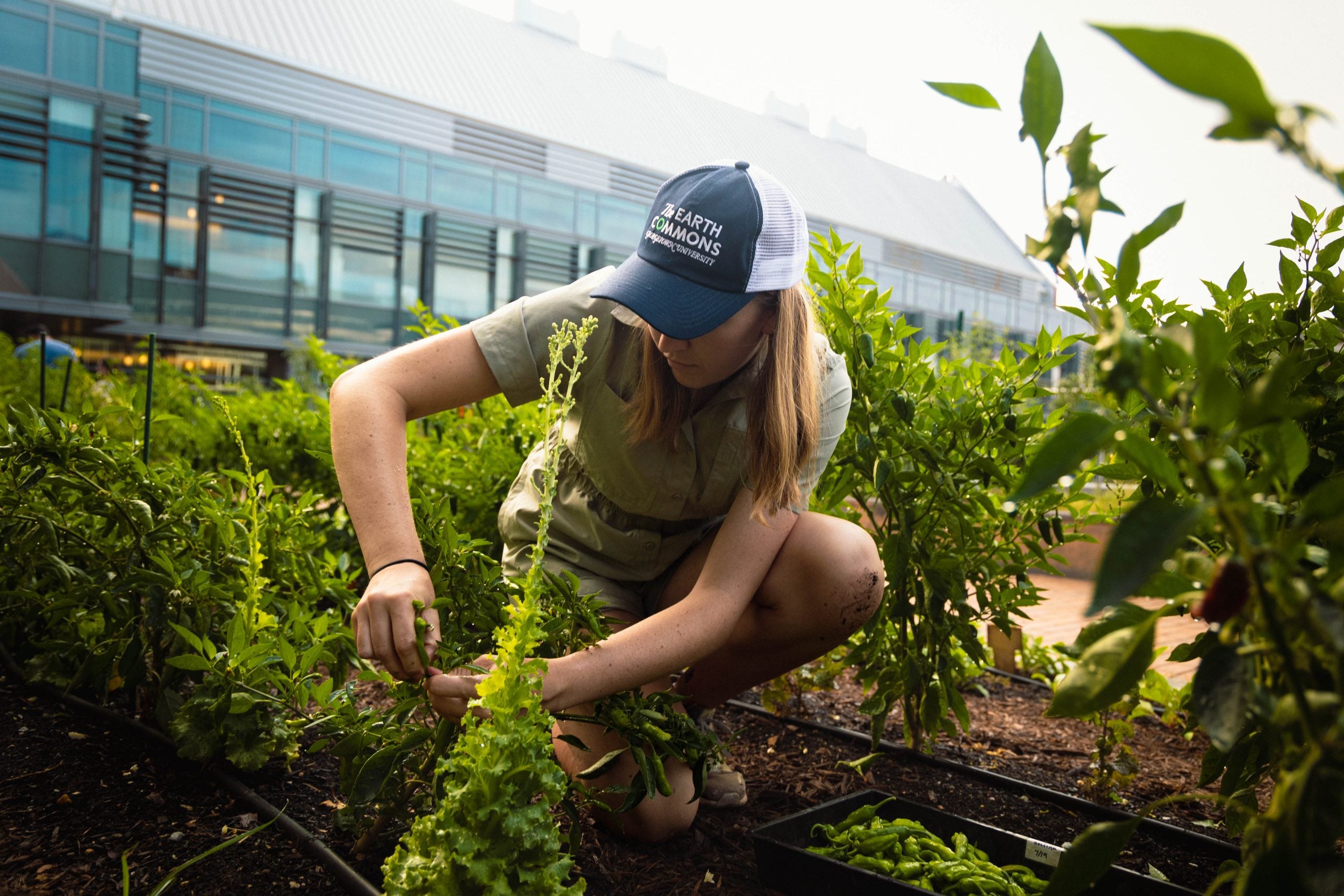 A young woman hunches over a basil plant in the middle of a garden on Georgetown's campus. She wears a blue baseball cap and a T-shirt and shorts.