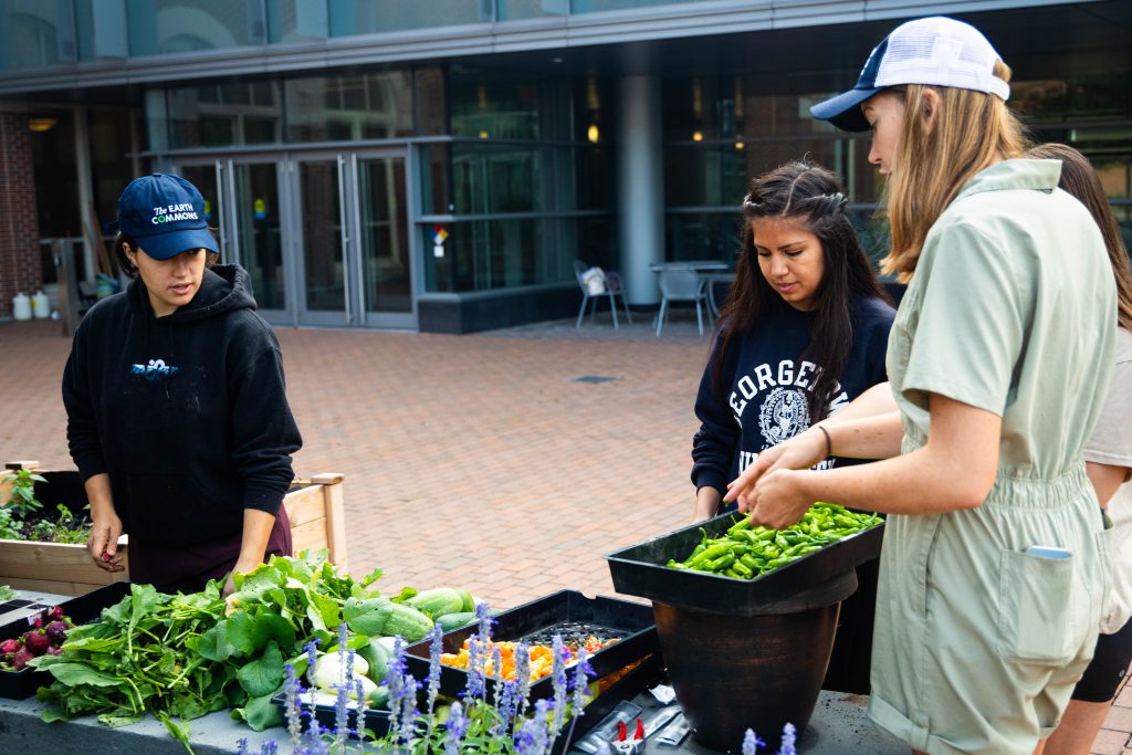 A group of students and a staff member huddle around trays of vegetables in a garden on Georgetown's campus. 