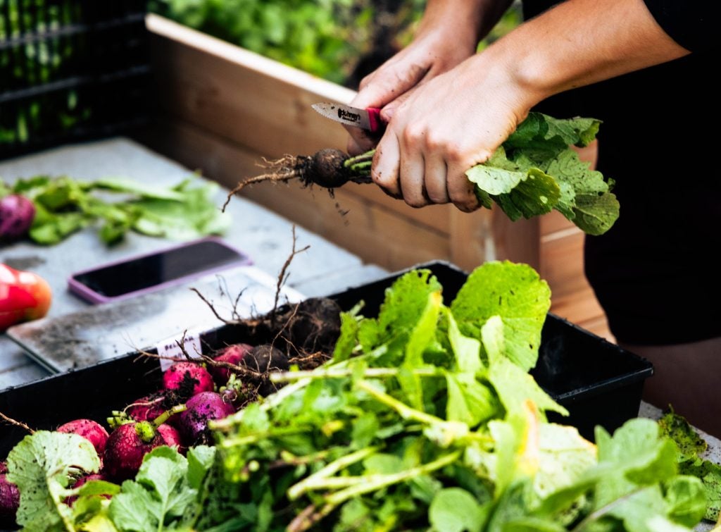 A student's hands are shown cutting the roots of a radish plant.