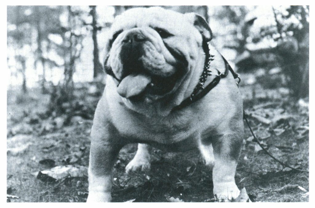 A black-and-white image of Jack the Bulldog in 1962.