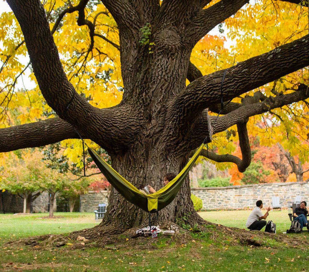 A male student lays in a hammock that's tied to a giant tree on Georgetown's front lawn.