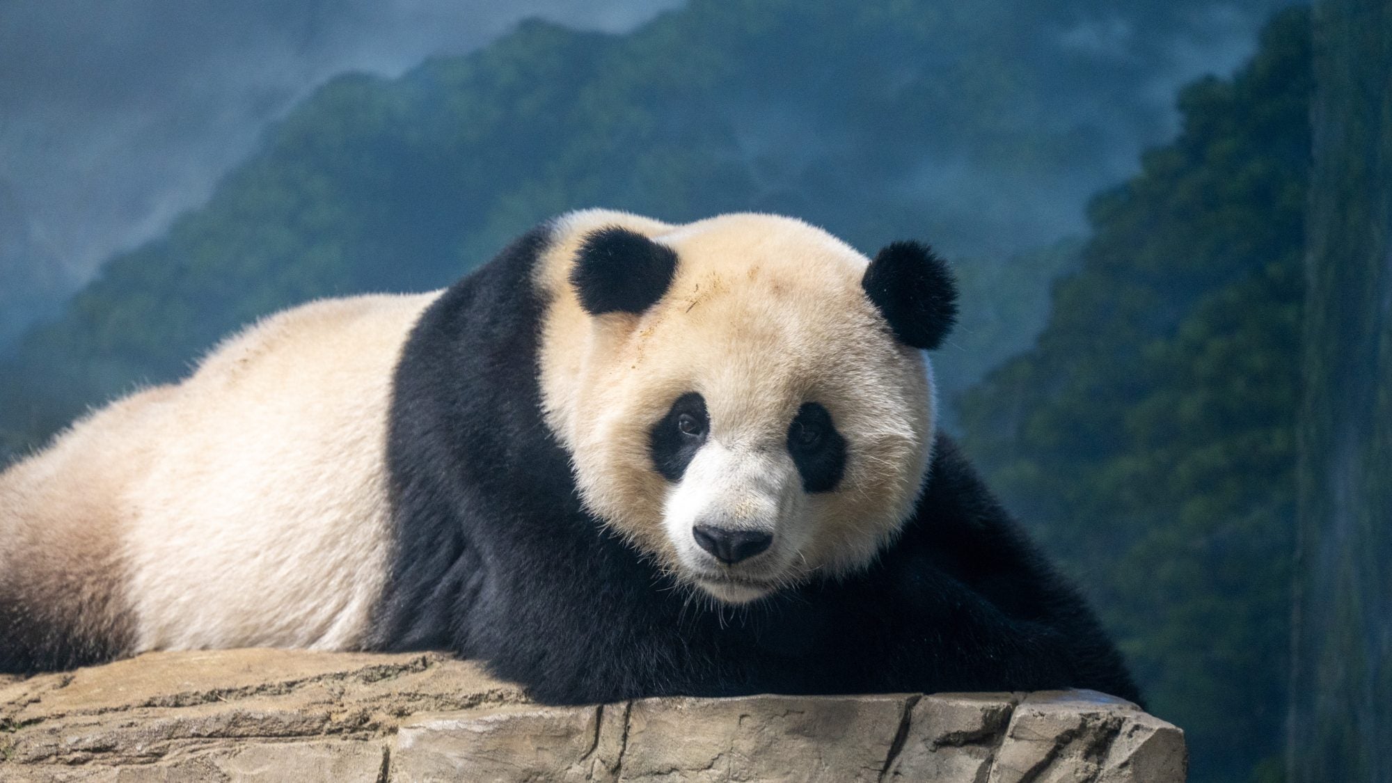 The Giant Pandas Have Left the National Zoo. What's Next for U.S.-China  Relations? - Georgetown University