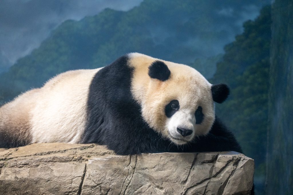 A giant panda lays on a ledge at the National Zoo with an amused look on its face.