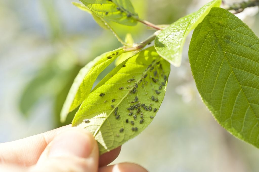 Leaf with pests eating it