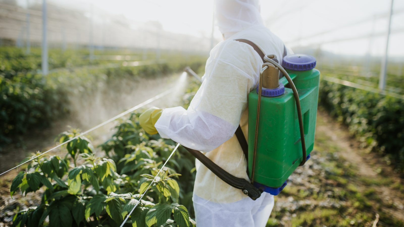 Worker in hazmat suit spraying pesticides