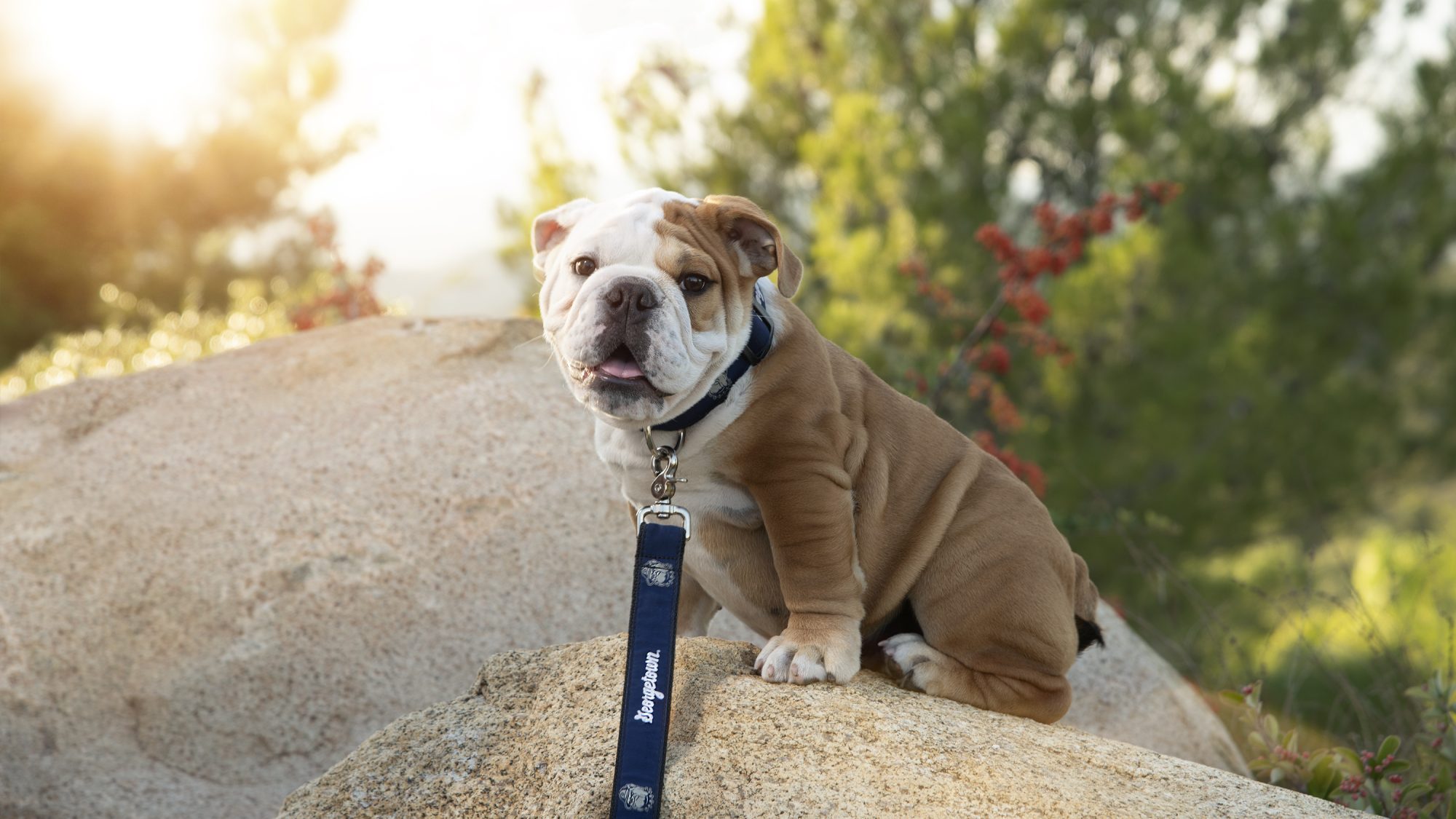 Jack the Bulldog is perched on a rock looking at the camera.