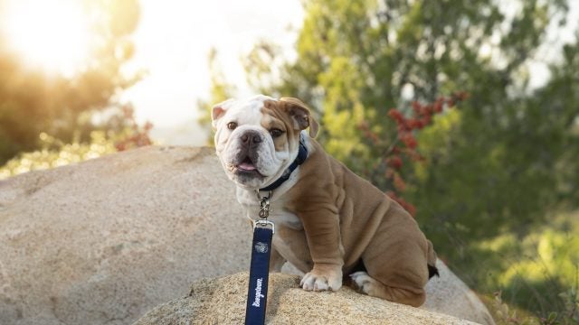Jack the Bulldog is perched on a rock looking at the camera.
