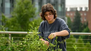 A student wearing a gray T-shirt plants in a garden on Georgetown&#039;s campus.