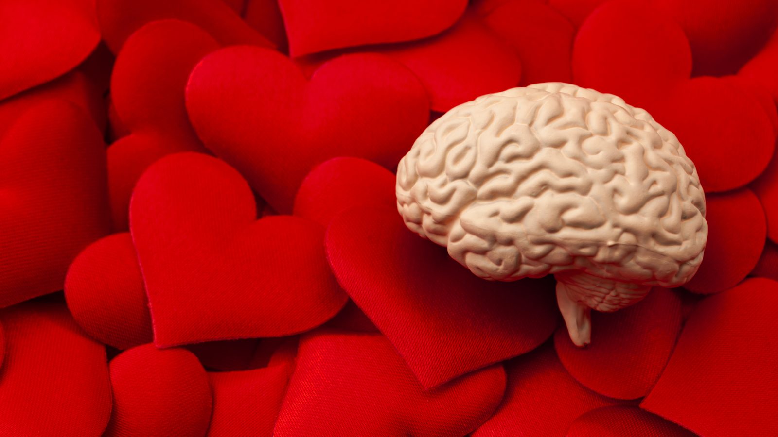 Model human brain with red hearts in the background