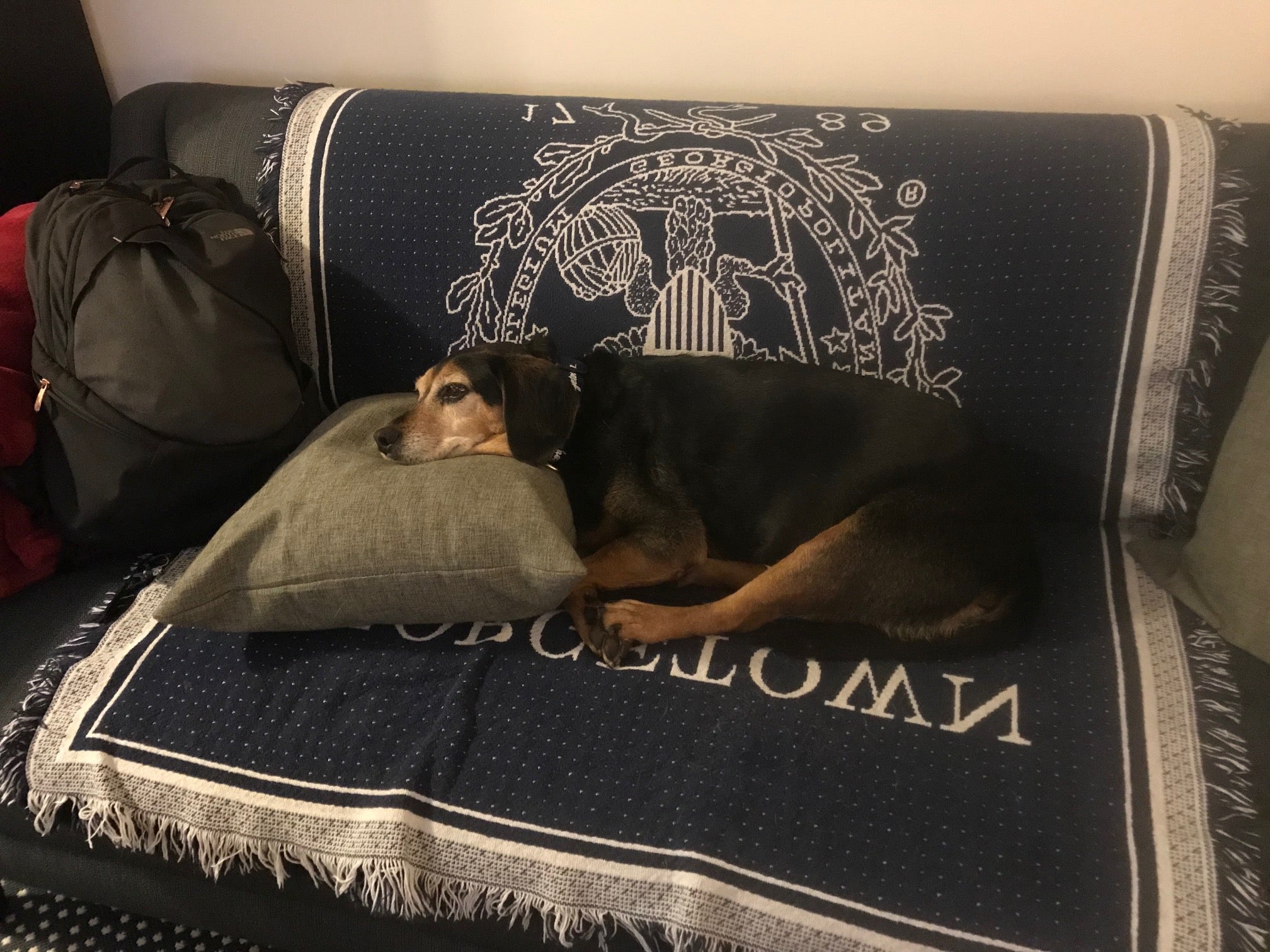 Dog sleeps on couch with a Georgetown blanket
