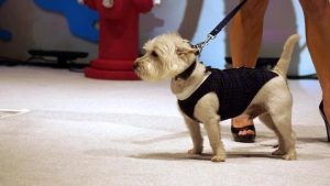 A small dog on a leash stands during a fashion show.