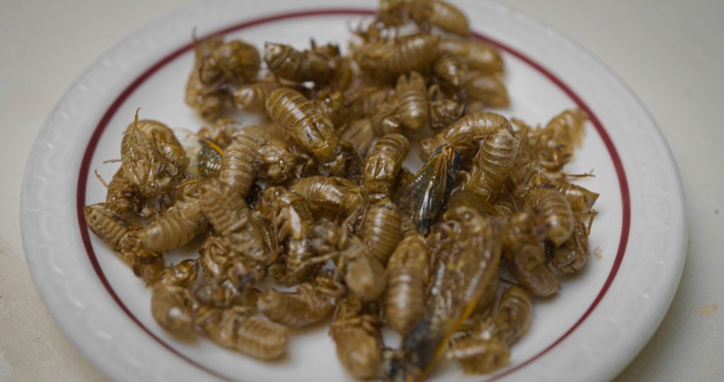 A plate of dried cicadas