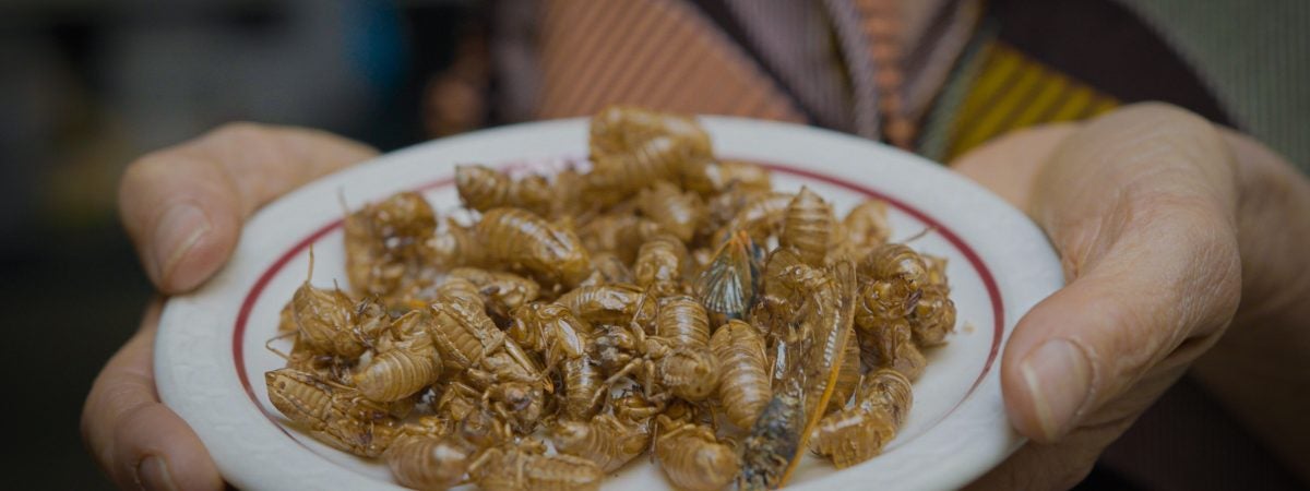 Two hands holding a plate of dried cicadas
