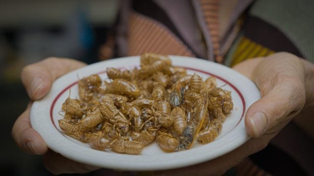 Two hands holding a plate of dried cicadas