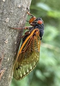 An adult cicada on a tree