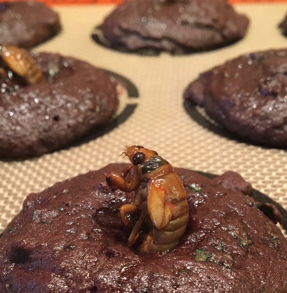 A chocolate cookie with a cicada on top