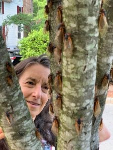 Martha Weiss looking at a tree with many cicadas