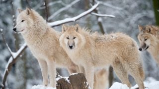 Extremely rare shot of an Arctic Wolf Family in Wildlife. Snowflakes. Nikon D800e + 400mm. Converted from RAW.