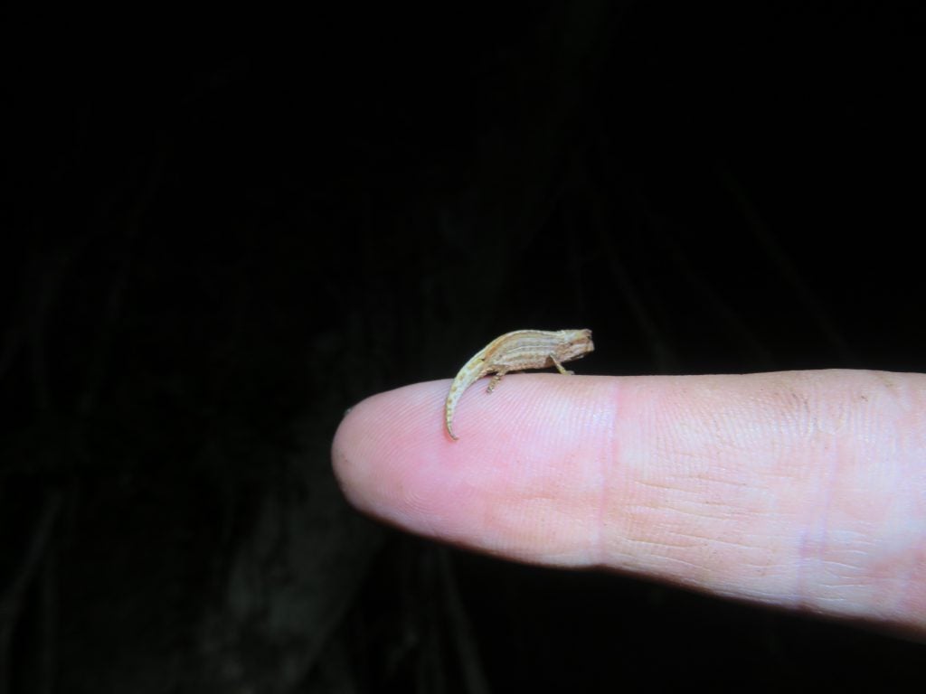 A tiny chameleon the size of a fingernail perches on a person's finger