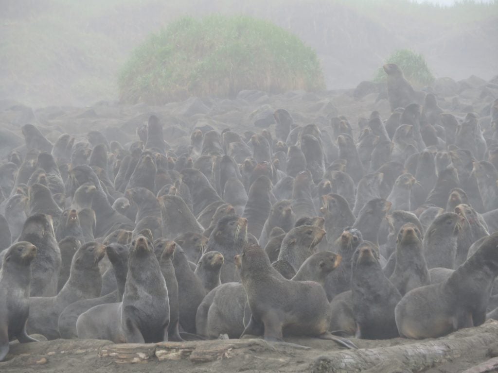 A large group of fur seals gather on the shore.