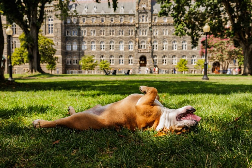 Jack the Bulldog lays on his back in the grass with his paws in the air