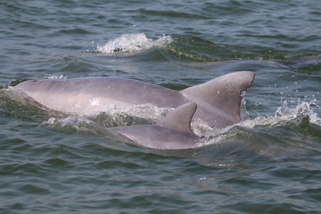 A mother dolphin swims with her calf.