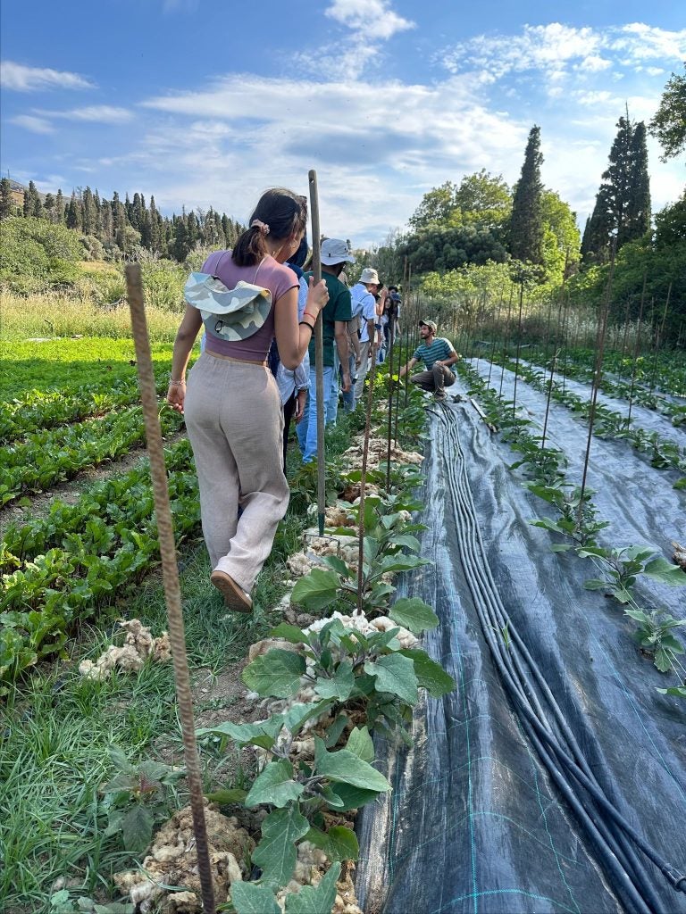 Students walk alongside rows of crops on a farm in Greece