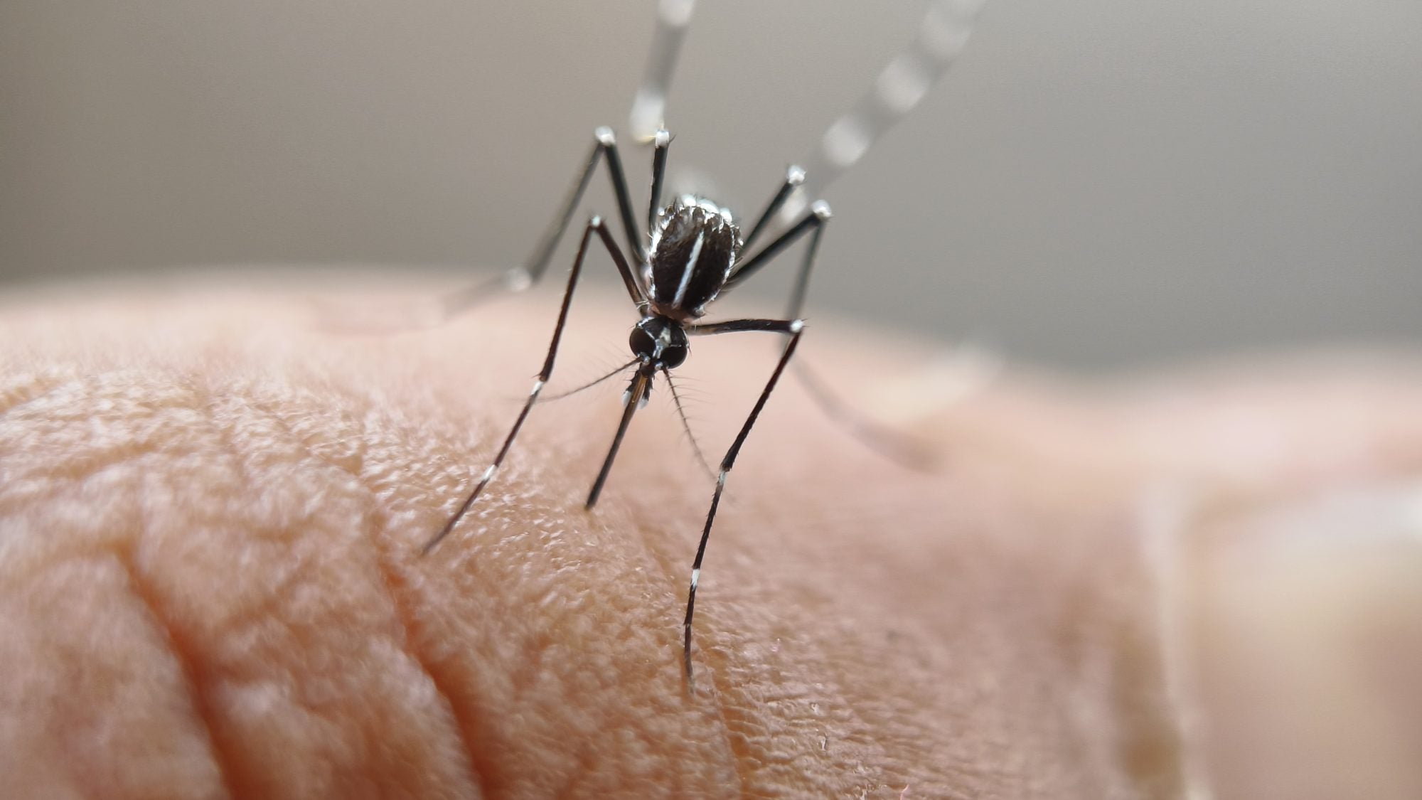 Aedes aegypti mosquito on human skin
