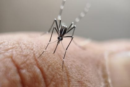 Aedes aegypti mosquito on human skin