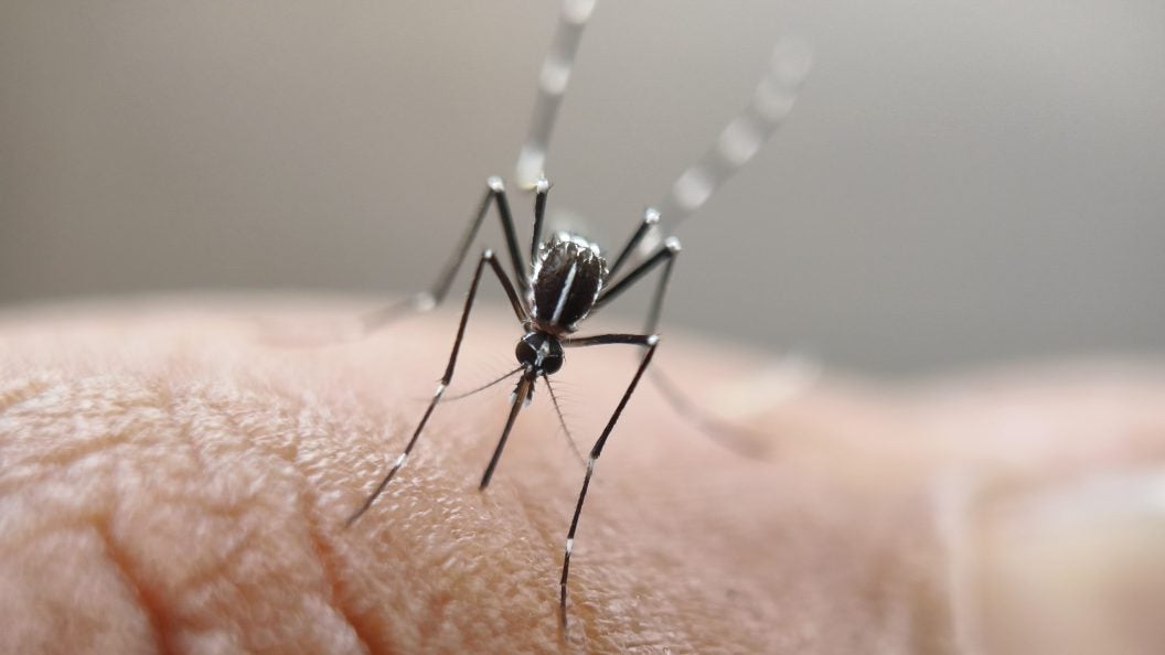 Aedes aegypti mosquito on human skin
