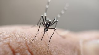 Aedes aegypti mosquito on human skin