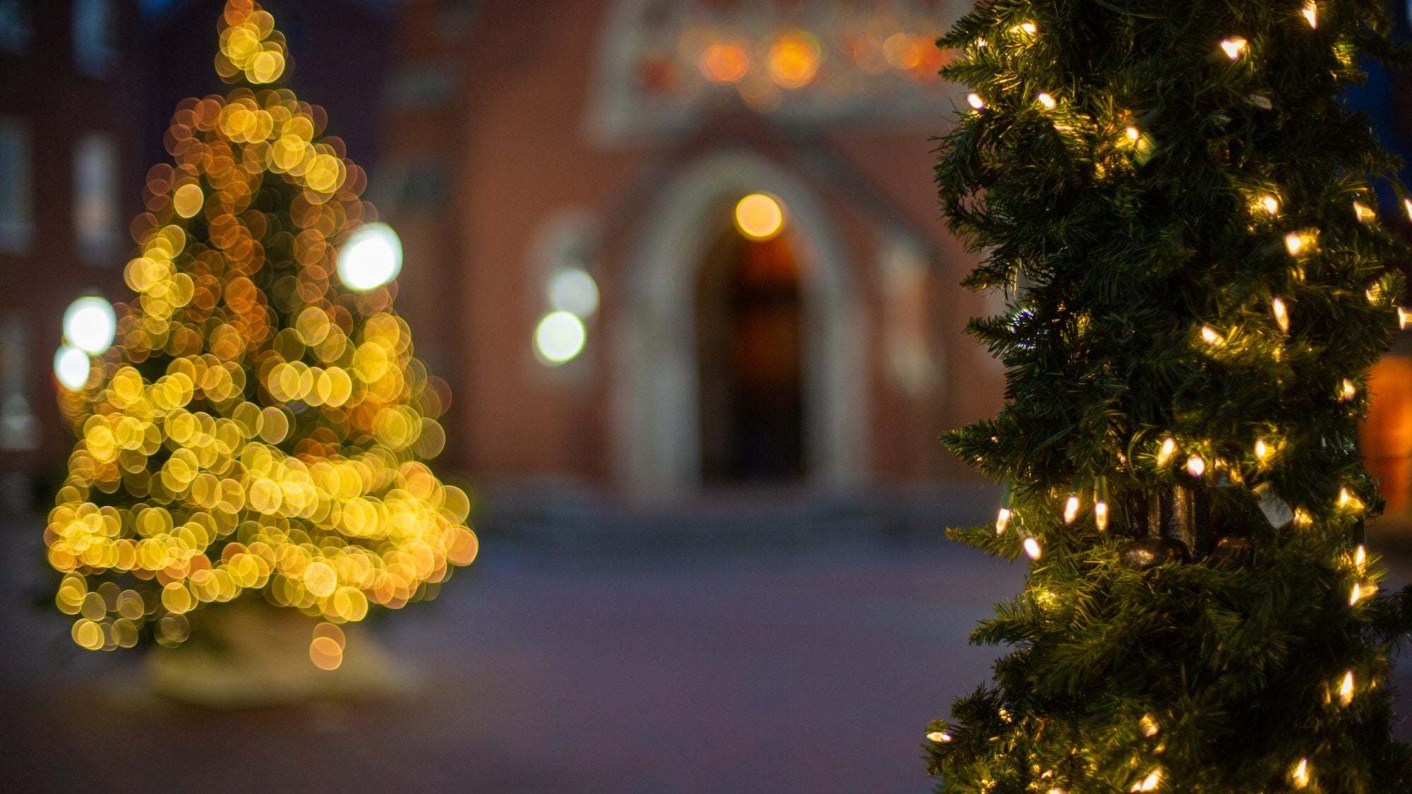 A Christmas tree lit up on Dahlgren quad