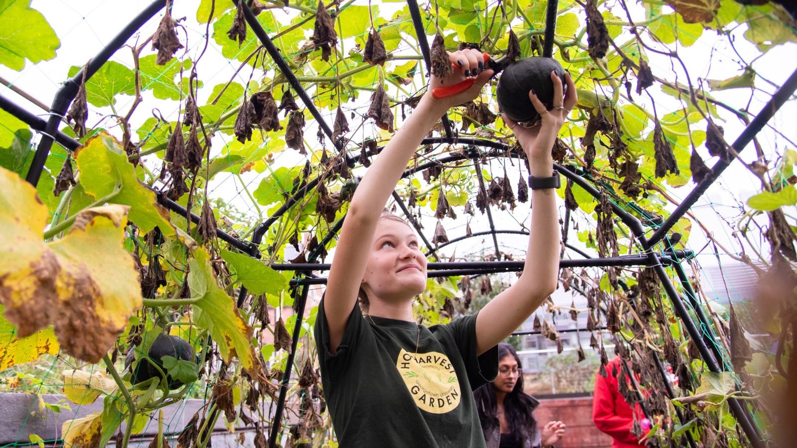 Young white woman harvests crops in a garden