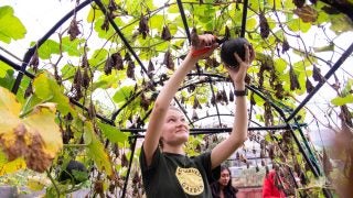 Young white woman harvests crops in a garden