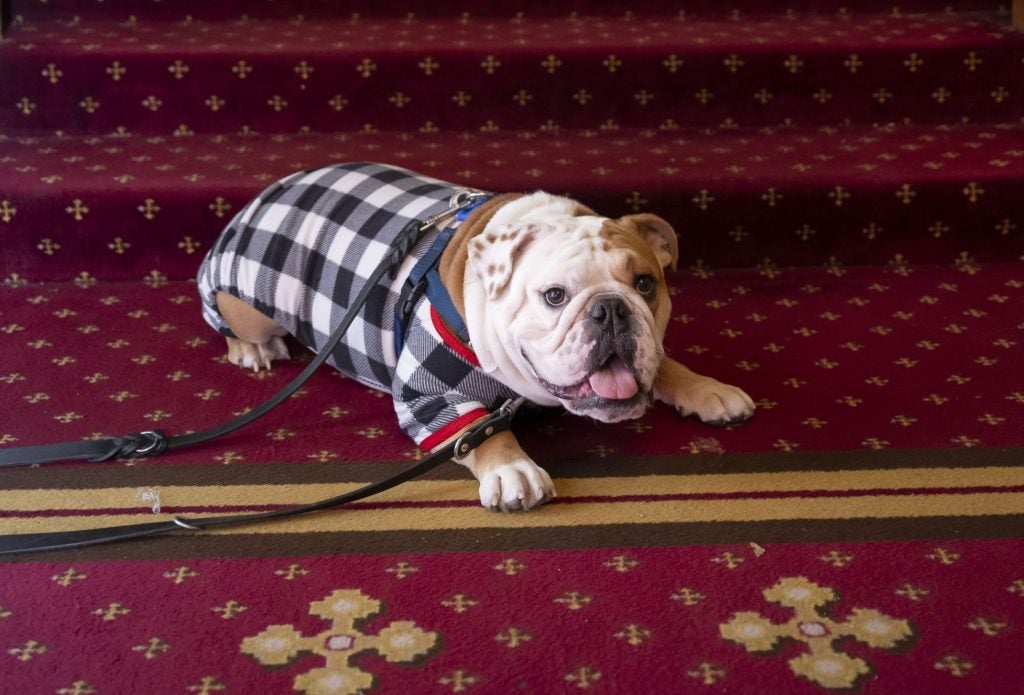 A bulldog lays in plaid pajamas on Healy floor