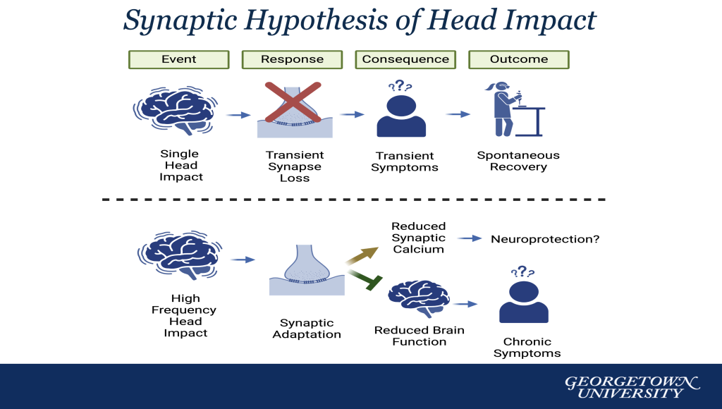 Diagram showing a hypothesis of the effects of head impact