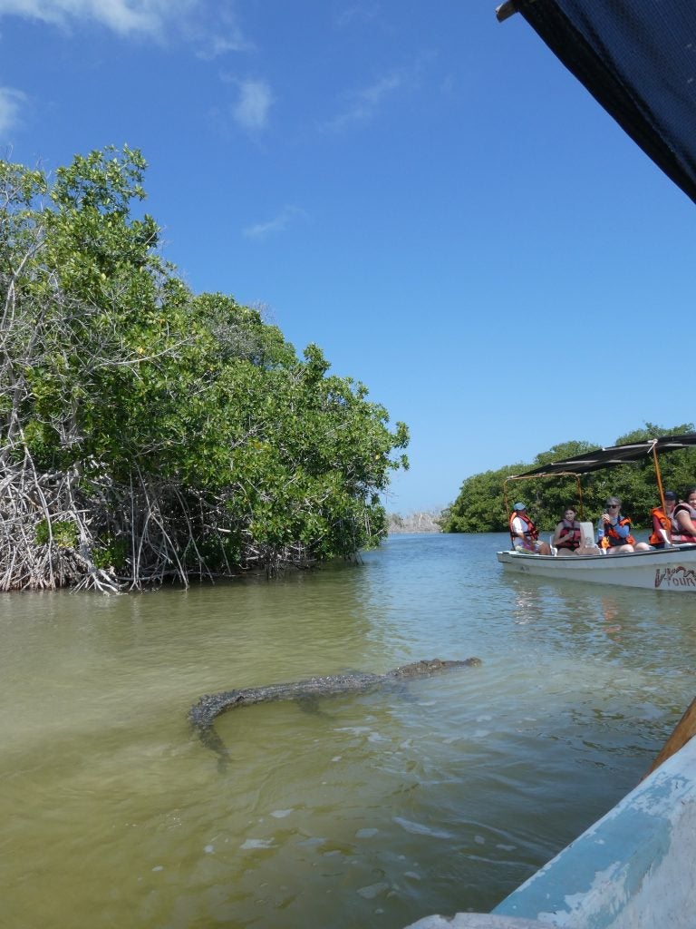 A swampy era with an aligator