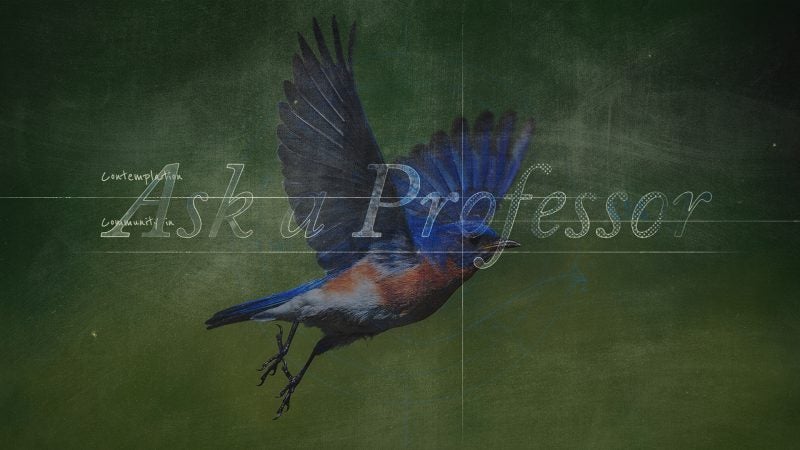 Blue bird in flight with Ask a Professor branding overlay