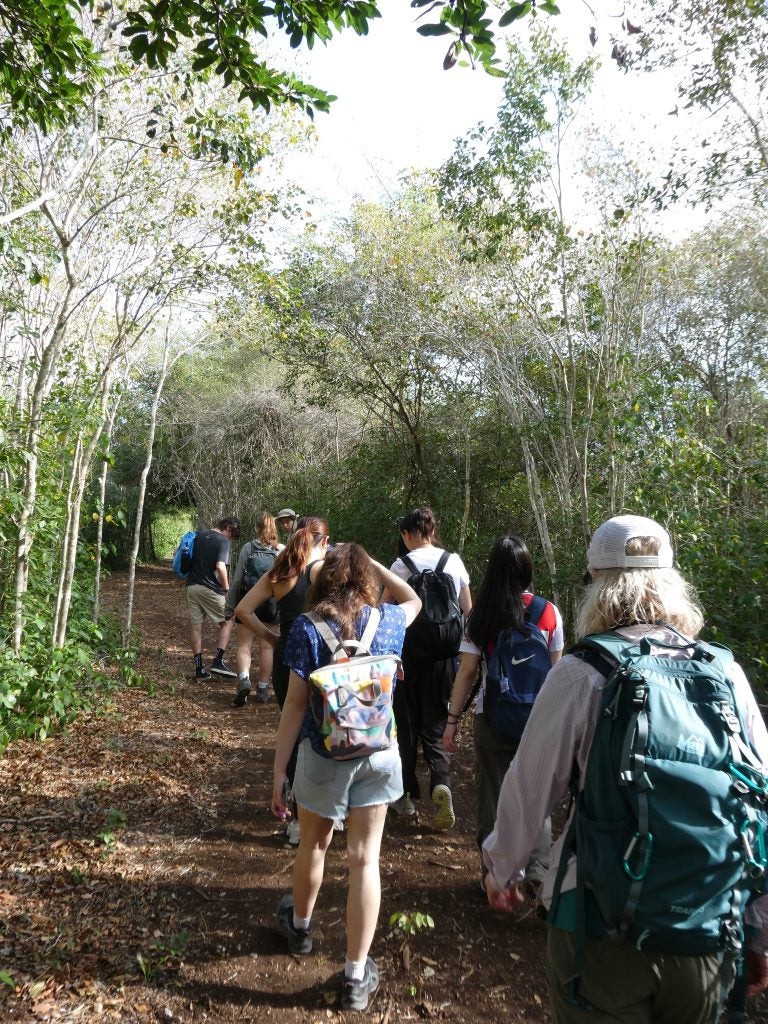 Students walking in a rainforest on hike