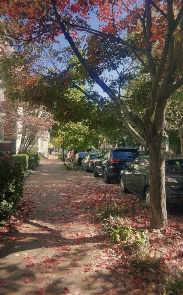 A street during fall with many leaves